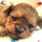 ミックス チワプー レッド オス 子犬販売の専門店 AngelWan 横浜