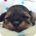 ミックス チワプー ブラック&タン オス 子犬販売の専門店 AngelWan 横浜