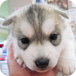 シベリアンハスキー　シルバー＆ホワイト　メス　子犬販売の専門店　AngelWan　横浜