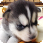 シベリアンハスキー ブラック&ホワイト オス 子犬販売の専門店 AngelWan 横浜