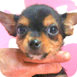 ミックス　チワワ　ヨーキー　ブラック＆タン　メス　子犬販売の専門店　AngelWan　横浜