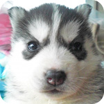 シベリアンハスキー　ブラック＆ホワイト　メス　子犬販売の専門店　AngelWan　横浜