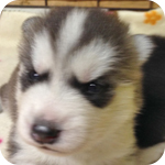 シベリアンハスキー シルバー&ホワイト オス 子犬販売の専門店 AngelWan 横浜