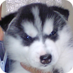 シベリアンハスキー　ブラック＆ホワイト　オス　子犬販売の専門店　AngelWan　横浜