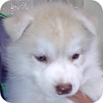 シベリアンハスキー　レッド＆ホワイト　オス　子犬販売の専門店　AngelWan　横浜