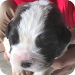 セントバーナード　ブラウン＆ホワイト　子犬販売の専門店　AngelWan　横浜