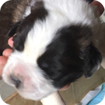 セントバーナード　ブラウン＆ホワイト　オス　子犬販売の専門店　AngelWan　横浜