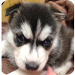 シベリアンハスキー　子犬販売の専門店　AngelWan　横浜