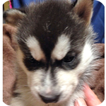 シベリアンハスキー　ブラック＆ホワイト　メス　子犬販売の専門店　AngelWan　横浜