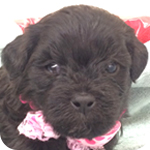 ミックス　トイプードル　シーズー　子犬販売の専門店　AngelWan　横浜