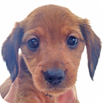 ミックス　ダックス　ヨーキー　オス　子犬販売の専門店　AngelWan　横浜