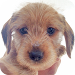 ミックス ダックス ヨーキー オス 子犬販売の専門店 AngelWan 横浜