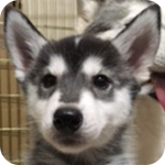 シベリアンハスキー ブラック&ホワイト オス 子犬販売の専門店 AngelWan 横浜