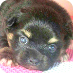 ミックス　チワワ　ポメラニアン　オス　子犬販売の専門店　AngelWan　横浜