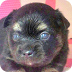 ミックス チワワ ポメラニアン オス 子犬販売の専門店 AngelWan 横浜