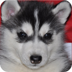 シベリアンハスキー　ブラック＆ホワイト　オス　子犬販売の専門店　AngelWan　横浜