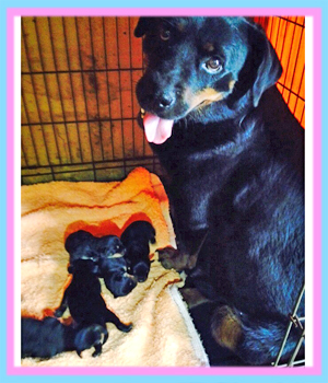 ロットワイラー ブラック&タン 子犬販売の専門店 AngelWan 横浜