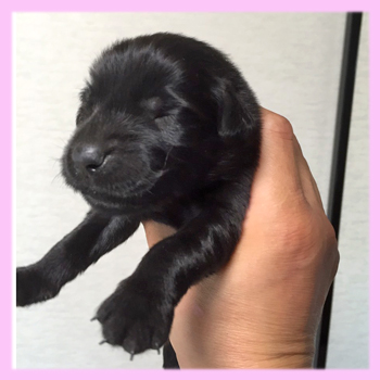 フラットコーテッドレトリバー　ブラック　メス　子犬販売の専門店　AngelWan　横浜