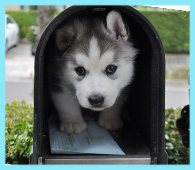 シベリアンハスキー　グレー＆ホワイト　オス　子犬販売の専門店　AngelWan　横浜