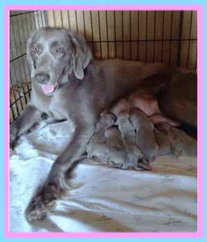 ワイマラナ―　子犬販売の専門店　AngelWan　横浜