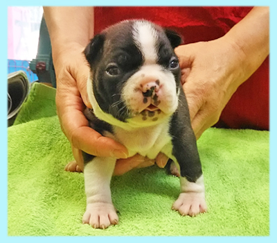 ボストンテリア　オス　子犬販売の専門店　AngelWan　横浜