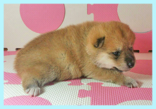 柴犬　赤　オス　子犬販売の専門店　AngelWan　横浜