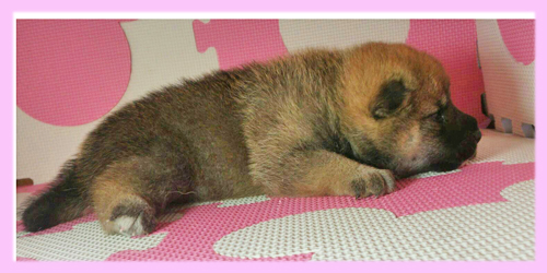 柴犬　赤　メス　子犬販売の専門店　AngelWan　横浜