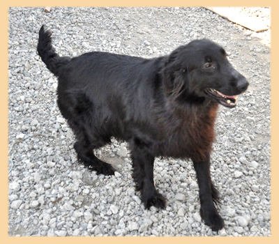 フラットコーテッドレトリバー　母犬　子犬販売の専門店　AngelWan　横浜