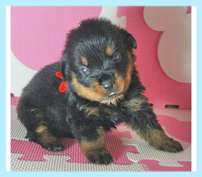 ロットワイラー ブラック&タン オス 子犬販売の専門店 AngelWan 横浜