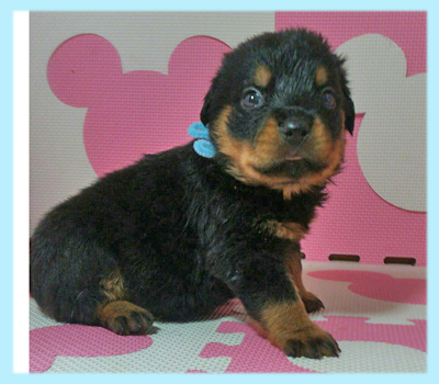 ロットワイラー　ブラック＆タン　オス　子犬販売の専門店　AngelWan　横浜