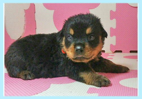 ロットワイラー ブラック&タン オス 子犬販売の専門店 AngelWan 横浜