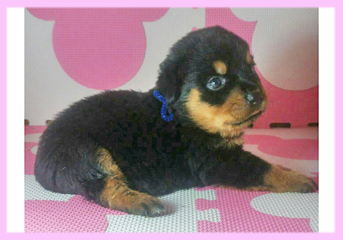 ロットワイラー　ブラック＆タン　メス　子犬販売の専門店　AngelWan　横浜