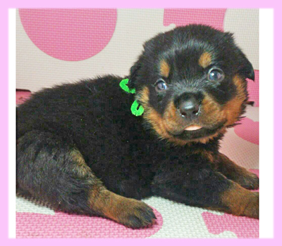 ロットワイラー　ブラック＆タン　メス　子犬販売の専門店　AngelWan　横浜
