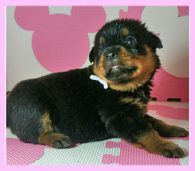 ロットワイラー　ブラック＆タン　メス　子犬販売の専門店　AngelWan　横浜