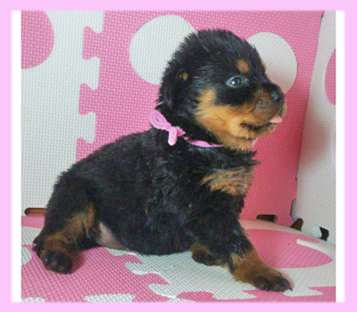 ロットワイラー ブラック&タン メス 子犬販売の専門店 AngelWan 横浜