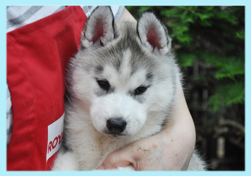 シベリアンハスキー　グレー＆ホワイト　オス　子犬販売の専門店　AngelWan　横浜