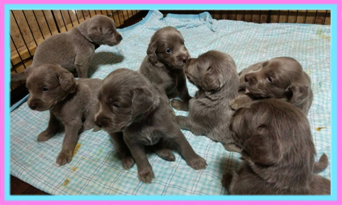 ワイマラナ―　子犬販売の専門店　AngelWan　横浜