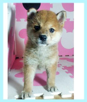 柴犬　赤　オス　子犬販売の専門店　AngelWan　横浜