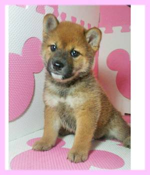 柴犬　赤　メス　子犬販売の専門店　AngelWan　横浜