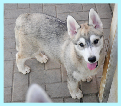 シベリアンハスキー　シルバー＆ホワイト　オス　子犬販売の専門店　AngelWan　横浜