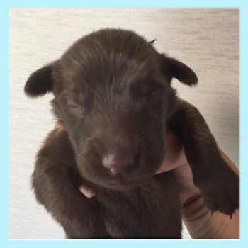 フラットコーテッドレトリバー　レバー　オス　子犬販売の専門店　AngelWan　横浜