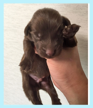 フラットコーテッドレトリバー レバー オス 子犬販売の専門店 AngelWan 横浜