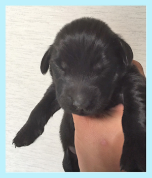 フラットコーテッドレトリバー ブラック オス 子犬販売の専門店 AngelWan 横浜