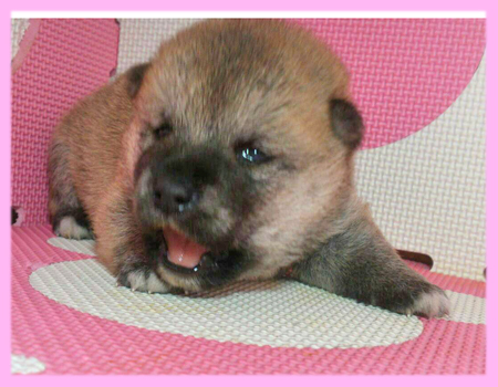 柴犬　赤　メス　子犬販売の専門店　AngelWan　横浜