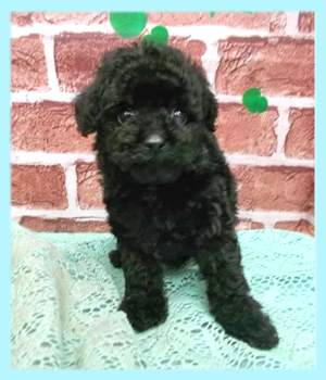 トイプードル　ブラック　オス　子犬販売の専門店　AngelWan　横浜