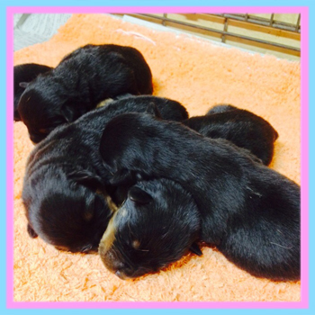ロットワイラー ブラック&タン 子犬販売の専門店 AngelWan 横浜