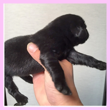 フラットコーテッドレトリバー　ブラック　メス　子犬販売の専門店　AngelWan　横浜