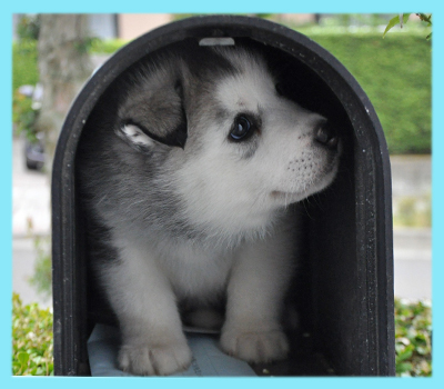 シベリアンハスキー　グレー＆ホワイト　オス　子犬販売の専門店　AngelWan　横浜