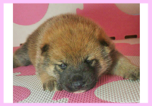 柴犬　赤　メス　子犬販売の専門店　AngelWan　横浜