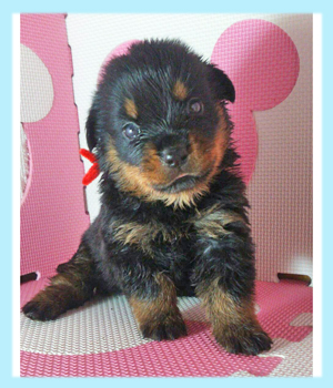 ロットワイラー ブラック&タン オス 子犬販売の専門店 AngelWan 横浜